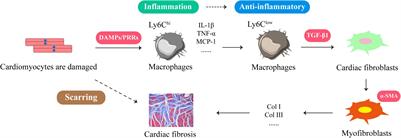 Different Roles of Resident and Non-resident Macrophages in Cardiac Fibrosis